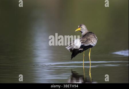 Senegal Lapwing (Vanellus senegallus) Stockfoto
