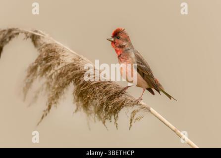 Gemeiner Rosenfinke ( Carpodacus erythrinus ) männlich Stockfoto