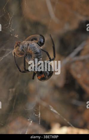 Falsche schwarze Witwe (Steatoda paykulliana) Stockfoto