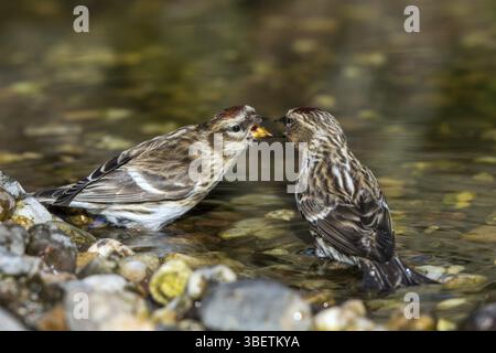 Redpoll - männliche Fütterung des Weibchens im Fluss (Acanthis flammea) Stockfoto