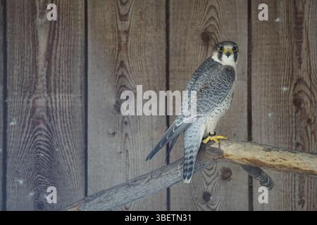 Wüstenfalke (Falco pelegrinoides) Stockfoto