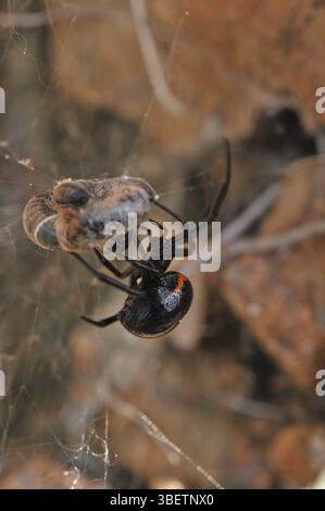 Falsche schwarze Witwe (Steatoda paykulliana) Stockfoto