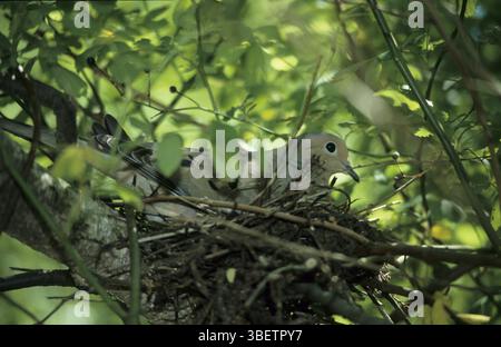 Carolina-Taube im Nest (Zenaida macroura) Stockfoto