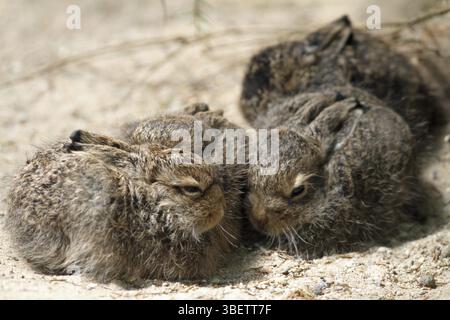 Schneehase (Lepus timidus) Stockfoto