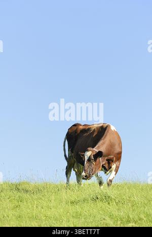 Kuh auf Weide (Bos primigenius taurus) Stockfoto