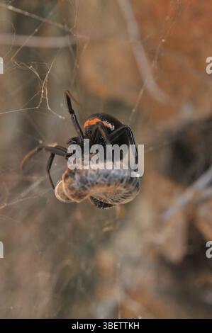 Falsche schwarze Witwe (Steatoda paykulliana) Stockfoto