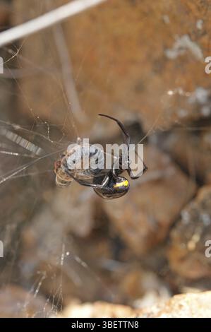 Falsche schwarze Witwe (Steatoda paykulliana) Stockfoto