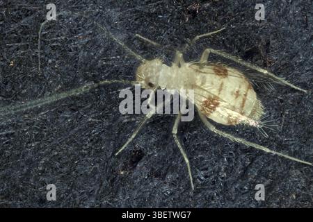 Staublaus (Psocoptera) Stockfoto