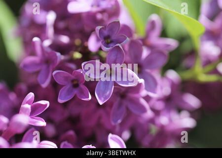 Gemeinsamen Flieder (Syringa Vulgaris) Stockfoto