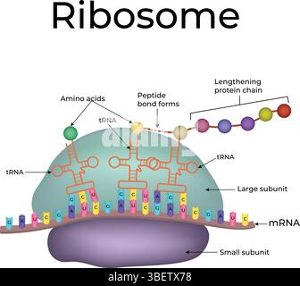 Ribosomenstruktur und Funktion in Protein Synthesis Design, Vektorillustration Stock Vektor