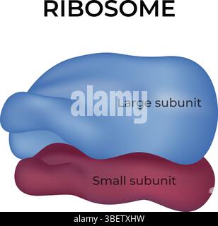 Ribosomenstruktur und Funktion in Protein Synthesis Design, Vektorillustration Stock Vektor