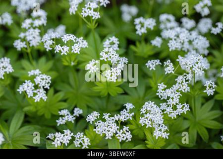 Gruppe der blühenden Süßholzwurzel (Galium odoratum). Stockfoto