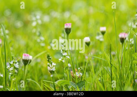 Geschlossene Blüte einer Gänseblümchenblume (Bellis perennis) zwischen ungeschnittenem Gras und Unkraut auf einem unbegemähten Rasen. Stockfoto
