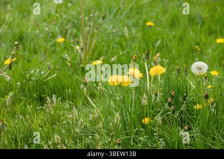 Blühender Löwenzahn auf einem unbegemähten Rasen. Stockfoto