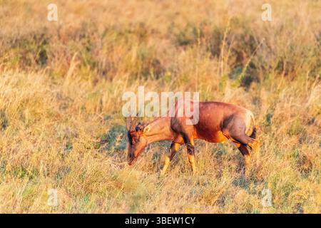 Nahaufnahme eines Roten Hartebeest - Alcelaphus buselaphus CAAMA - auch bekannt als Kongoni oder Kap Hartebeest, das auf den Ebenen der Serengeti in Tansania weidet Stockfoto