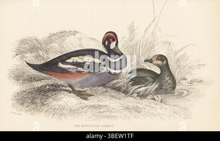 Harlequin-Ente, Histrionicus histrionicus, männlich und weiblich. Harlequin Garrot, Clangula histrionica, Anas histrionica. Handkolorierter Stahlstich von William Lizars nach einer Illustration von James Stewart aus Sir William Jardine’s Ornithology, British Birds, Natatores, Vol. XXVII der Naturalist’s Library, W.H. Lizars, Edinburgh, 1843. Stockfoto
