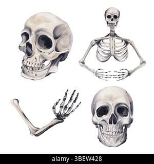 Eine Reihe menschlicher Skelette und ihre Teile. Schädel und Skeletthand. Menschlicher Körperboden. Dekor für die Feiertage, Halloween. Vintage-Style. Aquarell Stockfoto