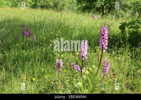 Viele Militärorchiden (Orchis militaris) aus Europa auf einer Wildblumenwiese (Baden, Deutschland) Stockfoto
