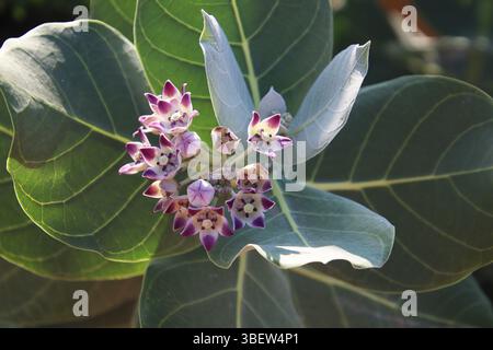 Blüten und Blätter des Apfelbaums Sodom (Calotropis procera), Bonaire, Karibik Niederlande Stockfoto