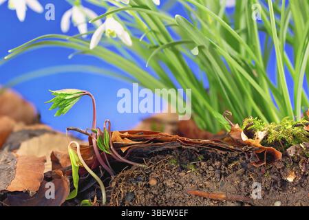 Schneeglöckchen im Oberboden eines Parabrown-Bodens (Galanthus, Galanthus nivalis) Stockfoto