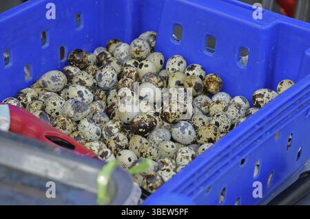 Wachteleier auf dem thailändischen Markt (&amp, lt, /i&amp, gt, Herkunft:&amp, i&amp, Coturnix coturnix) Stockfoto