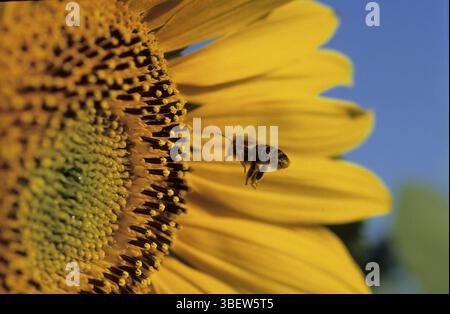 Sonnenblume mit fliegenden Honigbienen (Helianthus annuus) Stockfoto