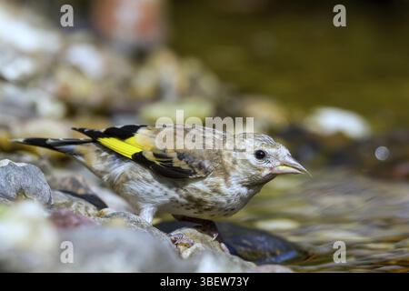 Goldfinch - Jungvogel trinken (Carduelis carduelis) Stockfoto