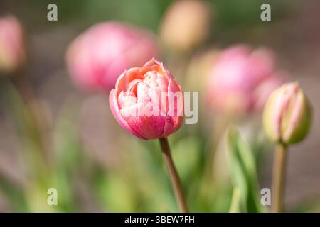 Doppelte pinkfarbene Pfingstrosen-Tulpenknospe im Garten. Pinkfarbene Pfingstrose blühte Doppeltulpe mit cremefarbenen Kanten. Frühling Hintergrund. Stockfoto