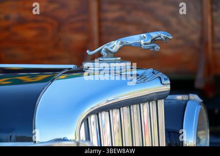 Jaguar Motorhaubenverzierung auf Oldtimern des Typs D Stockfoto