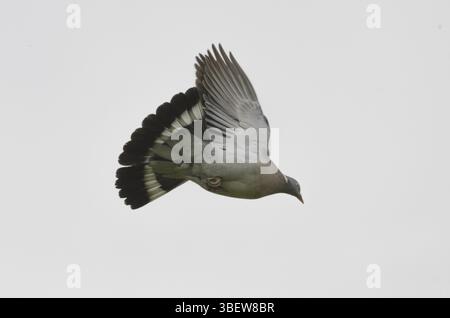 Ringeltaube (Columba Palumbus) Stockfoto