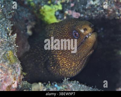 Goldschwanz Muränen (Gymnothorax miliaris) Stockfoto
