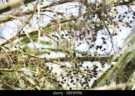 Kiefernwürfel, weiblich (Dendroica pinus) Stockfoto