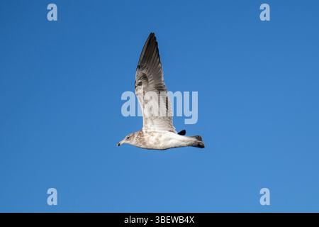 Unreife Kelp Gull, Larus dominicanus, im Flug, Halbinsel Otago, Dunedin, Südinsel, Neuseeland Stockfoto