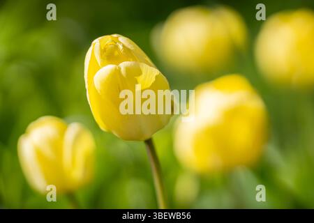 Gelbe Tulpen. Nahaufnahme der gelben Tulpenknospe mit roter Kante auf den Blütenblättern. Gelbe Tulpenblüten blühen im Garten, Frühlingssaison. Stockfoto