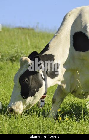 Kuh auf Weide (Bos primigenius taurus) Stockfoto