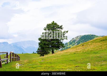 Der Baum auf der Wiese in den Bergen. Stockfoto