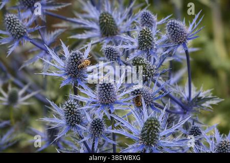 Eryngium EDELDISTEL MANNSTREU (eryngium) Stockfoto