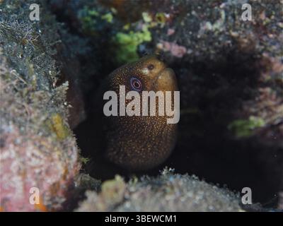 Goldschwanz Muränen (Gymnothorax miliaris) Stockfoto