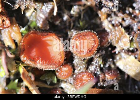 Schildbohrer (Scutellinia scutellata) Stockfoto