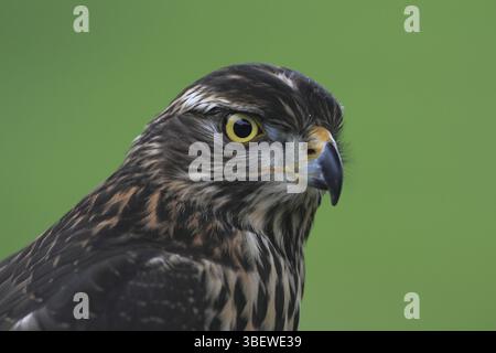 Jungfieder des Rotschwanzfalken (Accipiter gentilis) Stockfoto