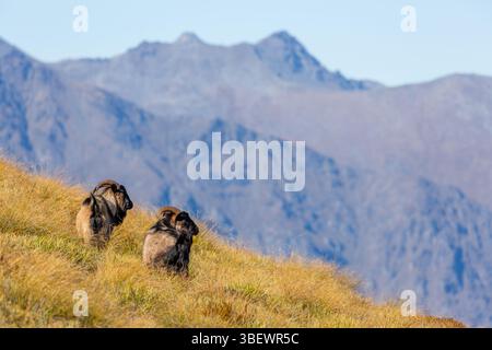 Zwei wilde Ziegen im Ben Lomond Scenic Reserve, Queenstown, Otago, Neuseeland Stockfoto