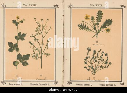 Kösel, J., Geum Urban L. Matricaria Chamomilla L., gelbe Nagelnelke und echte Kamille, Recto - handschriftlich, fotomechanischer Druck, Seite, Fotos, fotografische illustrierte Bücher, Tab. XXXIV., Recto - bedruckt, Geoon-Benoit-Camomille, Höhe 136 mm, Breite 95 mm, Fotograf, 1884 - 1894, Papier, Kollotype, heller Druck, Klischeemacher Stockfoto