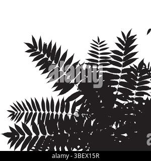Schwarze Silhouette von Farnblättern isoliert auf weißem Hintergrund Stock Vektor