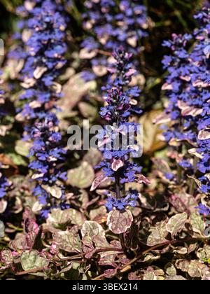 Eine Gruppe von Blumenspitzen der beliebten Bodendecke, die ausdauernd Ajuga reptans „Burgund Glow“ Stockfoto