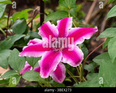 Nahaufnahme einer einzigen Blume der rosa und weißen Clematis „Carnaby“ Stockfoto