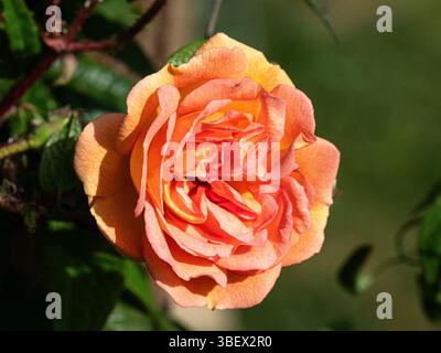 Eine einzelne blassorange Doppelblume der umherziehenden Rose Rosa 'Ghislaine de Feligonde Stockfoto