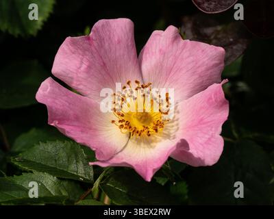 Eine Nahaufnahme einer einzigen Blume einer Hunderose Rosa canina Stockfoto
