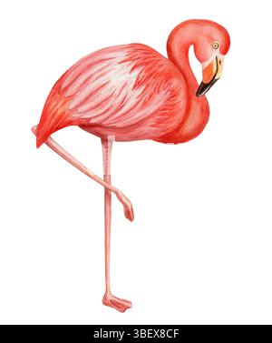 Rosafarbener Flamingo in handgezeichneter Aquarellabbildung. Realistische Zeichnung eines tropischen Ganzkörpervogels mit farbenfroher realistischer Textur. Perfekt für Stockfoto
