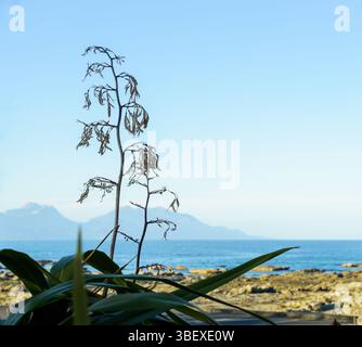 Einheimische neuseeländische Leinsamen-getrocknete Samenkapseln vor blauem Himmel. Berge in der Ferne aus der Ferne. Kaikoura. Südinsel. Stockfoto