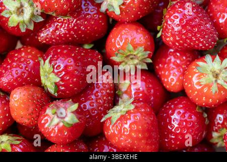 Reife Rote Erdbeeren Natürliche Textur Hintergrund Stockfoto